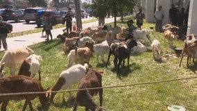 Goats found wandering in Buckhead part of work detail