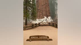 Fire crews wrap California's giant sequoias in aluminum to protect from flames