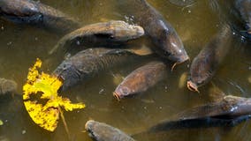 Hundreds of carp dead in Michigan had herpes, DNR says