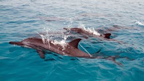US bans swimming with Hawaii's protected spinner dolphins