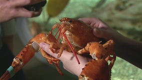 Rare orange lobster saved and donated to OdySea Aquarium