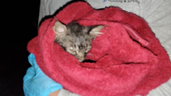 'They never gave up on him': Joint effort helps rescue 10-week-old Arizona kitten from pipe