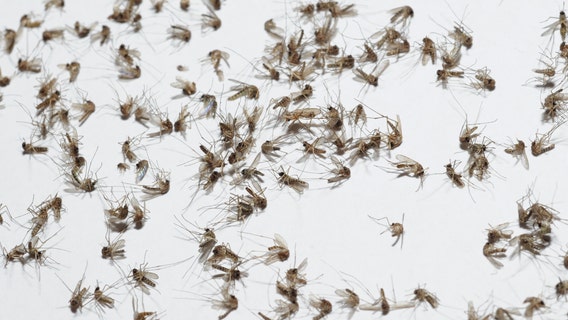West Nile: Maricopa County tracks rising cases amid monsoon season