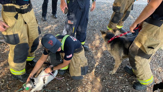 Peoria firefighters rescue dog, cat from house fire