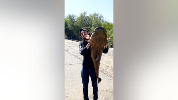 He caught a fish this big: Peoria man catches 42-pound catfish from canal
