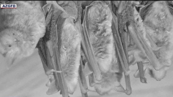 Monsoon 2021 brings bat invasion to Arizona