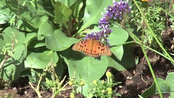 Fall butterfly exhibit opens at Desert Botanical Garden
