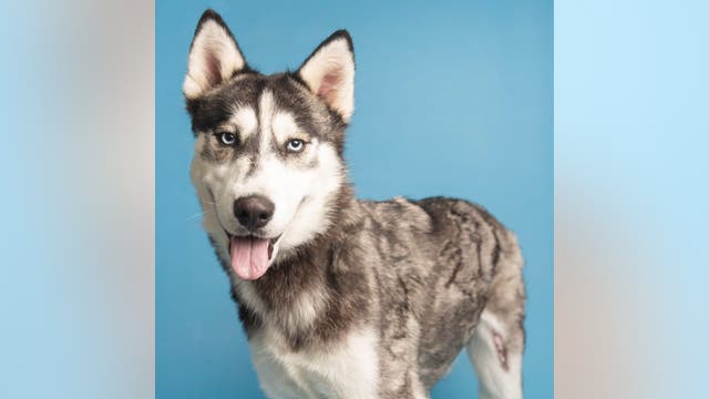 Husky that suffered large burns in search of 'fur-ever' home