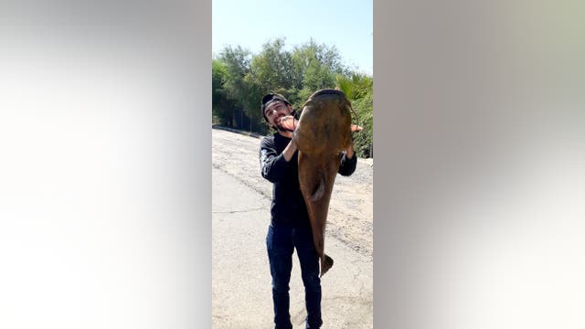 He caught a fish this big: Peoria man catches 42-pound catfish from canal