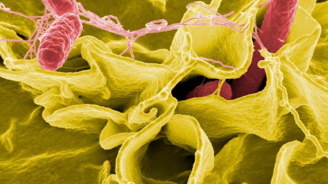 Salmonella: CDC investigating outbreak linked to unknown food source