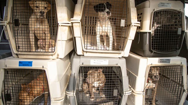 Arizona Humane Society takes in pets displaced by Hurricane Ida