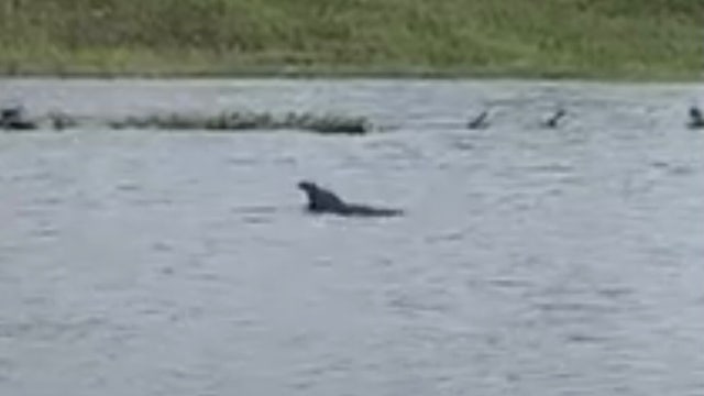 Video shows dolphin swimming in Louisiana neighborhood after Hurricane Ida