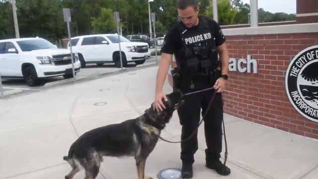 Daytona Beach K-9 donates blood to fellow police dog shot while on duty