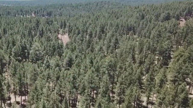 US Forest Service hits brakes on Arizona restoration project