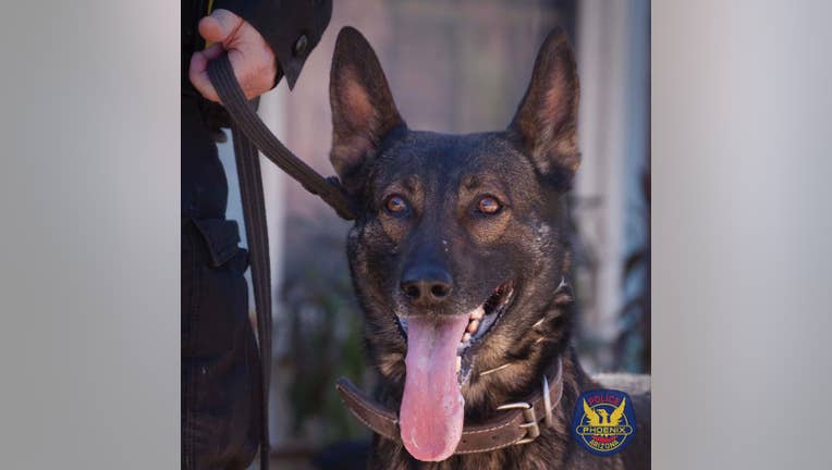 K-9 Gilly