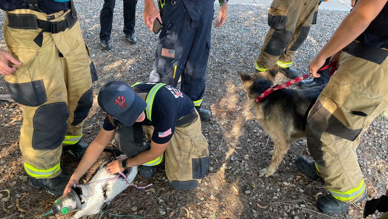 Peoria firefighters put an oxygen mask to treat a house cat. 