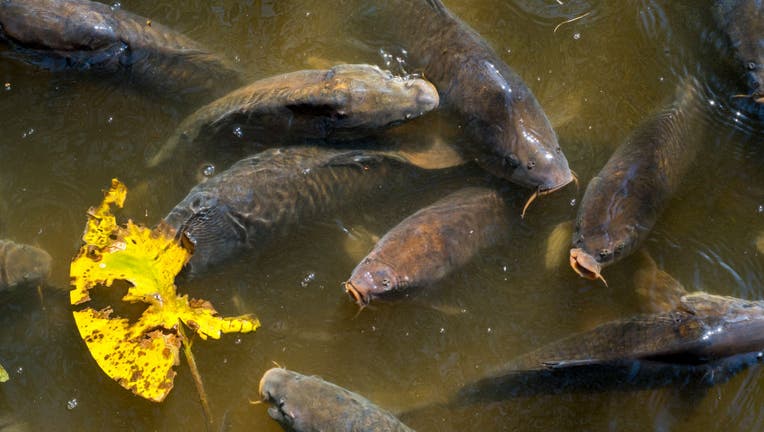 Shoal of Carps surfacing with big open mouths for air in pond.