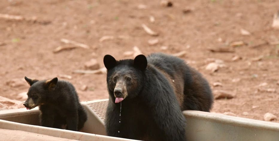 'A godsend': Monsoon rains fill water catchments across Arizona, bringing relief to wildlife