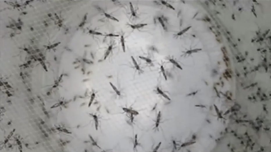 Mosquitoes