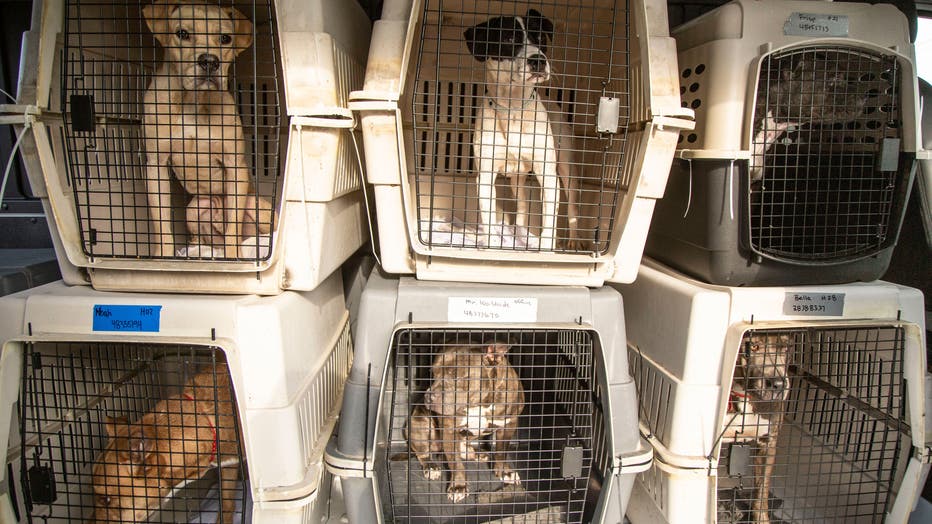 Dogs displaced from Hurricane Ida