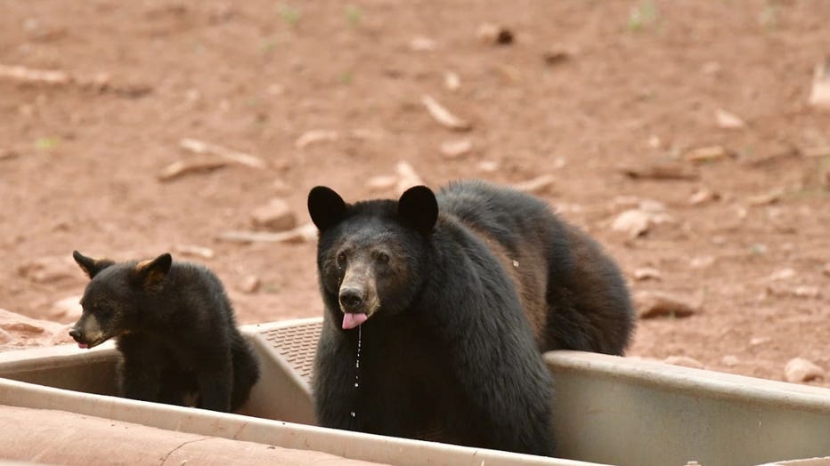 A black bear drinks from a water catchment in the Arizona desert.