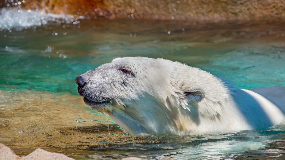 Polar-Bear-Lily-07-2018-1794-E.jpg