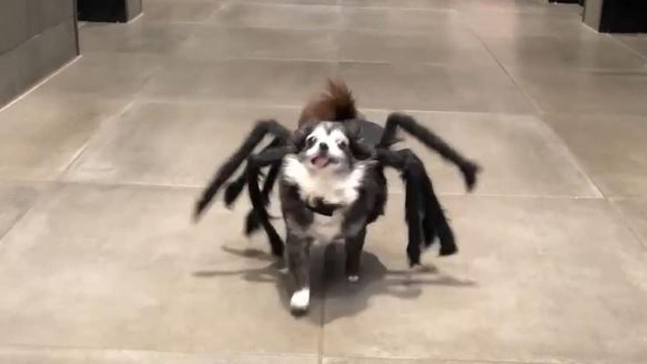 Dog scurries through animal shelter in spider Halloween costume FOX 10 Phoenix