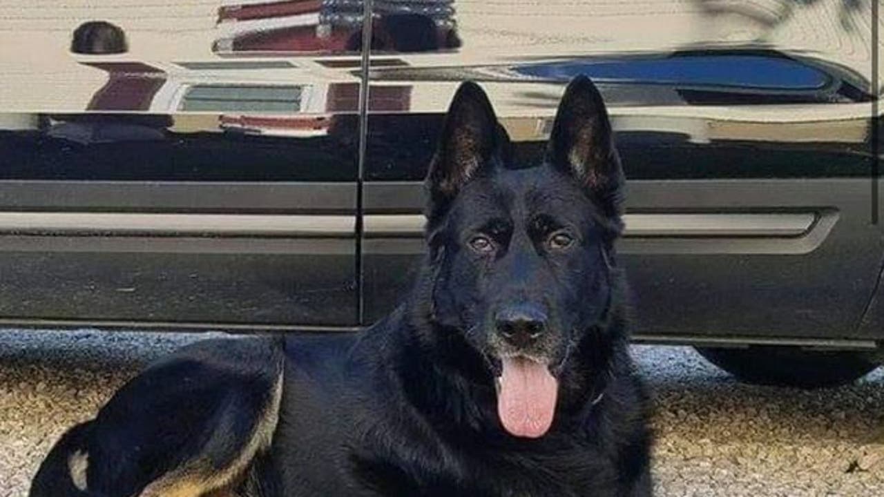 Ohio officers hold funeral procession for police dog after sudden death