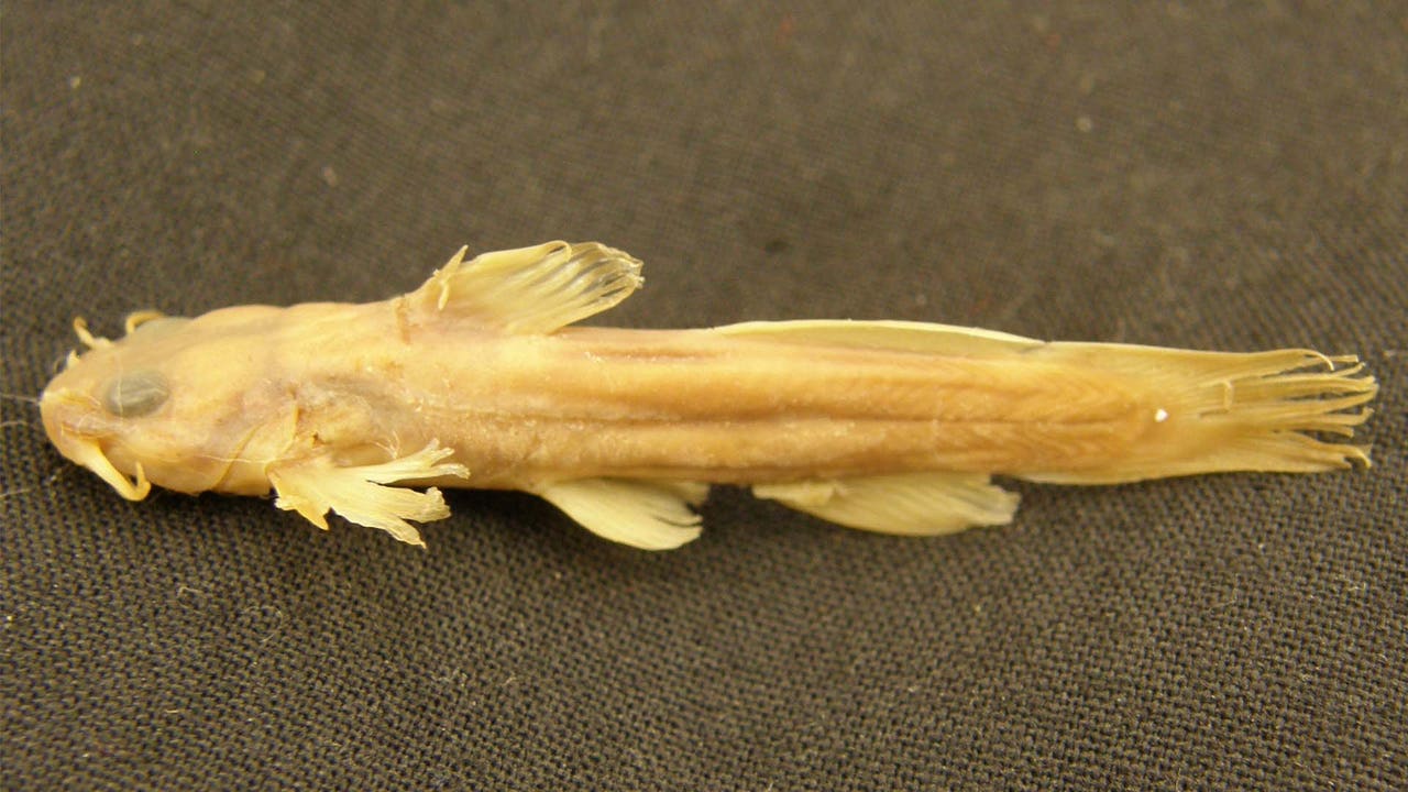 Rare fish, last spotted in Ohio creek in 1957, declared extinct