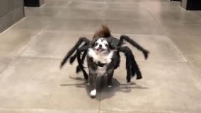 Dog scurries through animal shelter in spider Halloween costume