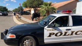 Ranchers help corral bull roaming Rita Ranch neighborhood in Tucson