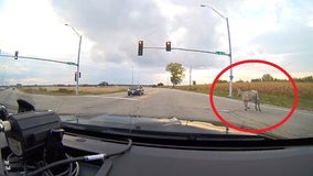 2 zebras escape from Goebbert's Farm in western suburbs