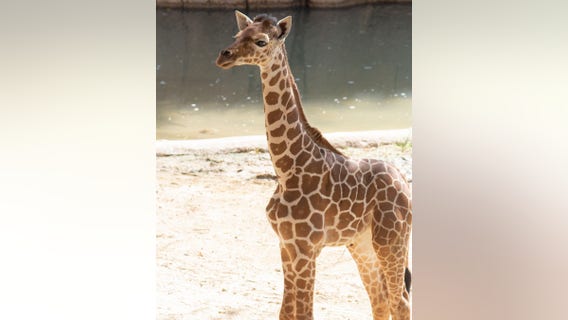Dallas Zoo euthanizes 3-month-old giraffe after 'catastrophic injury'