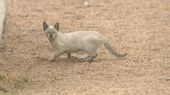 Phoenix volunteer group works to trap, fix and release dozens of cats in neighborhood