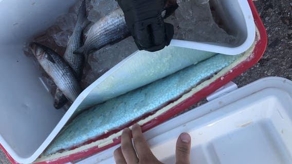 Tucson Border Patrol agents find large stash of fentanyl inside fish cooler
