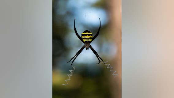 Joro spiders invade parts of northern Georgia