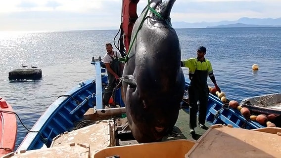 Massive sunfish rescued from fishnet off Spanish coast