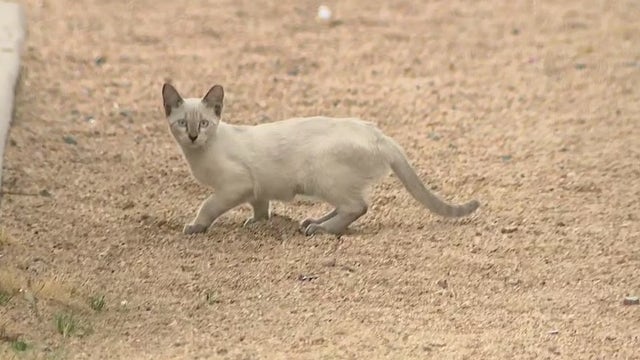 Phoenix volunteer group works to trap, fix and release dozens of cats in neighborhood