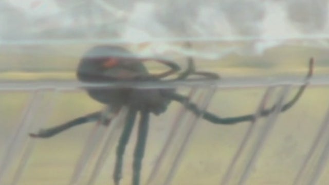 Phoenix residents report black widow sightings: What you need to know