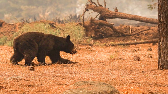 Explainer: How wildfires impact wildlife, their habitat
