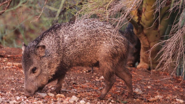 AZGFD warns to go the other way if you spot a javelina after 2 attacks