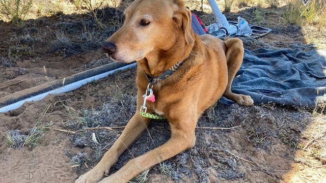 Dog survives plane crash near Page, reunites with family