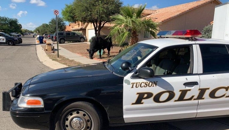 tucson police bull at home
