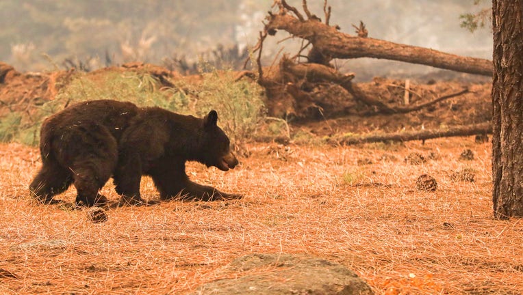 bear caldor fire 8-31-21