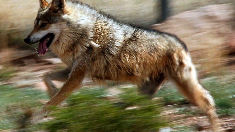 mexican gray wolf