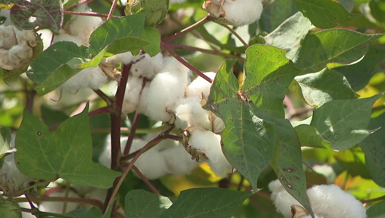 Cotton