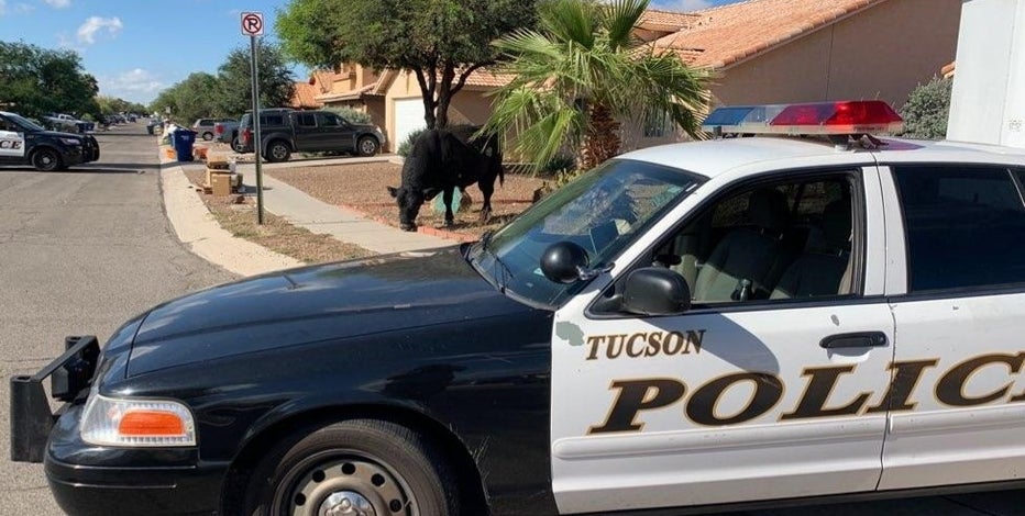 Ranchers help corral bull roaming Rita Ranch neighborhood in Tucson