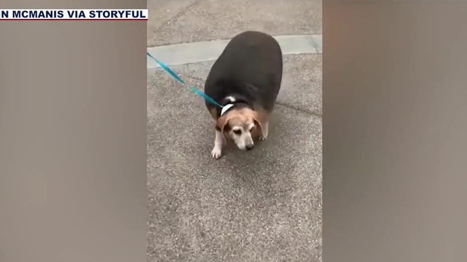 wolfgang the beagle lost 58 pounds