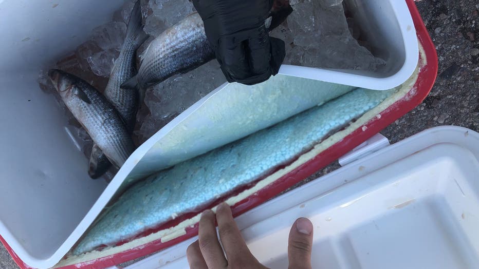 Border Patrol agents found fentanyl pills stuck to the walls of a cooler full of fish. 