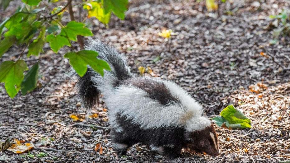 striped skunk file photo